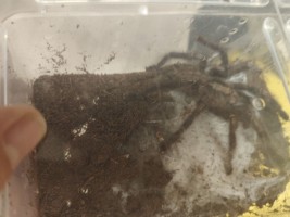 Исследуем изучаем 1